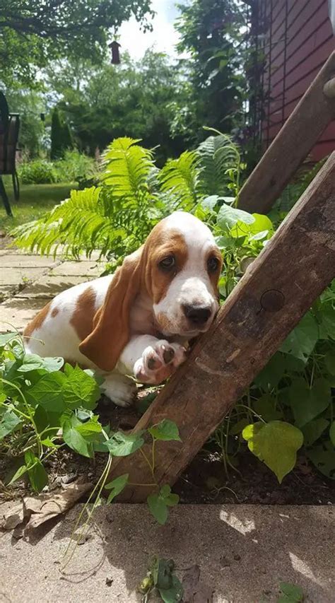 12 Signs You Are A Crazy Basset Hound Person Basset Puppies Hound
