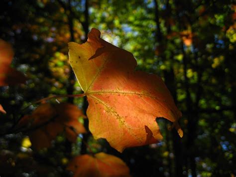 Ever Wonder What Makes Leaves Turn Color In The Fall This