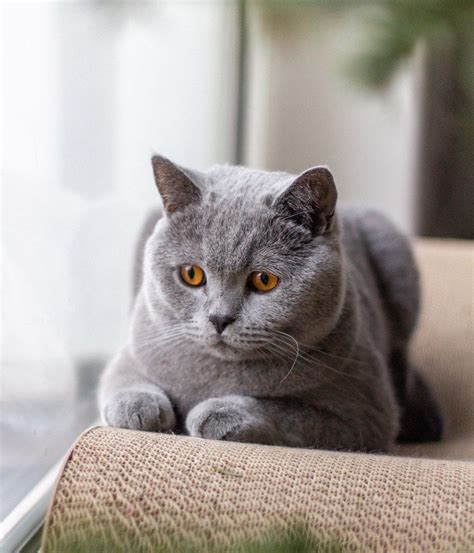 Build A Tips About How To Look After A British Blue Cat Springwitness