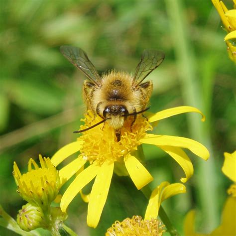 Nur starke und gesunde völker schwärmen. Bienen als Bestäuber - Botanischer Garten - Universität ...