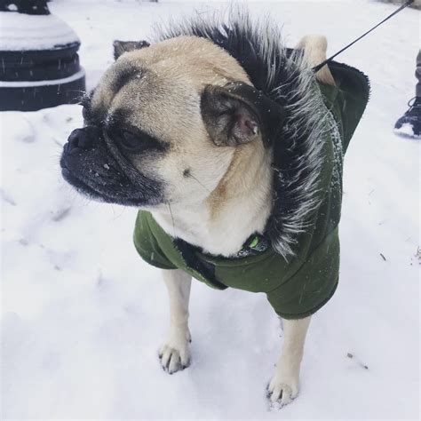 I Present My Retro Mop Pug How Pugs Used To Look Raww