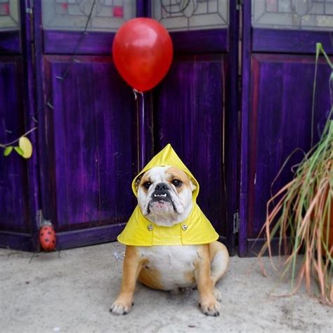 Wags Dog Halloween Costume Contest Lets You Vote On The Cutest Pups