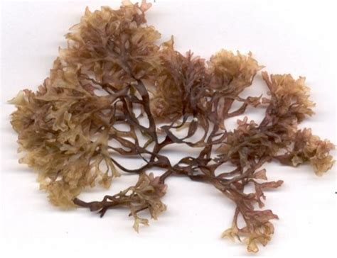 If i wanted to add bladderwrack and burdock in my seamoss how much can i measure in the sea moss. 20 Proven Irish Moss Benefits (No.11 Unbelievable) - Dr Heben