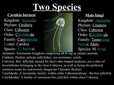 Irukandji Jellyfish