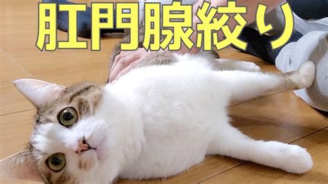 肛門腺絞りされてる猫の表情。 Youtube