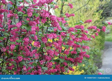 The Flowering Currant Redflower Currant Or Red Flowering Currant