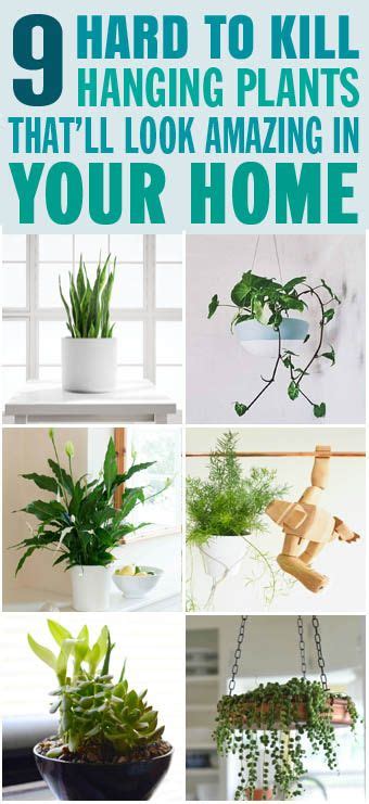 20 Low Maintenance Hang Plants Indoors Pimphomee