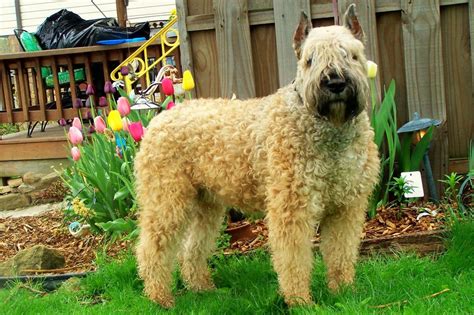 Dogs for sale puppies for sale dog breeders dog wanted dog rescue missing dogs stud dogs advertise / place ad pet scam alerts previous puppies for sale. Rocky Road Bouvier's | Bouvier des Flandres Breeder | St ...