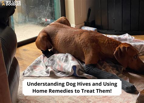 Dog Hive Home Remedies Dog Hives And How To Treat Them 2023 We