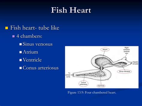 A fish heart has 2 chambers, an atrium which collects blood from the body and pumps how many chambers does a fish's heart have? PPT - Comparative Anatomy Circulatory System PowerPoint ...