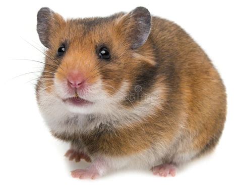 Cute Little Hamster Stock Photo Image Of Funny Life 31121906