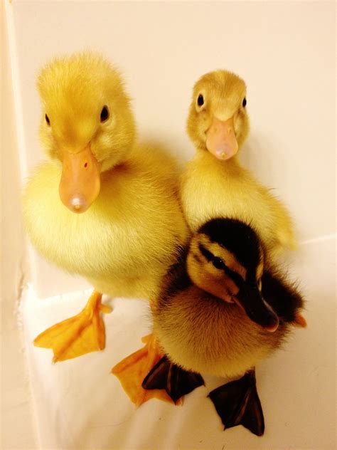What My Grand Ducklings Might Look Like Lol Nature Animals Farm