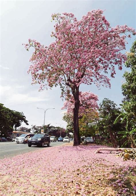 Pokok Sakura Malaysia