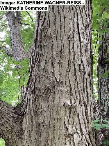 Katsura Tree Including Weeping Katsura Leaves Bark And Care