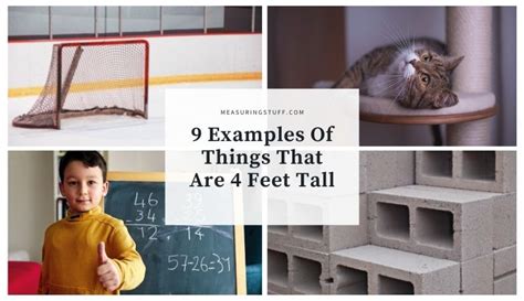 9 Examples Of Things That Are 4 Feet Tall Measuring Stuff