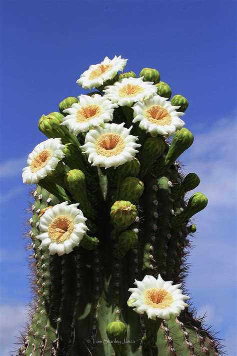 Arizona State Flower The Saguaro Cactus Flower Photograph
