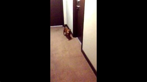 Crazy Dog Running Up And Down Hall Youtube