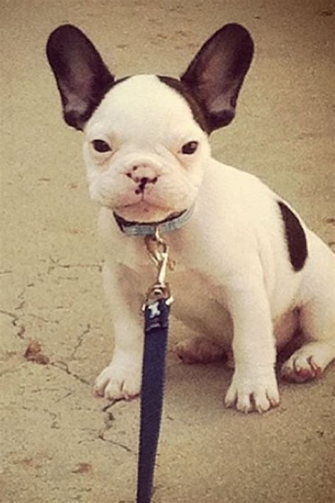 Join millions of people using oodle to find puppies for adoption, dog and puppy listings, and other pets adoption. 53 best french bulldog & boston terrier mix images on ...
