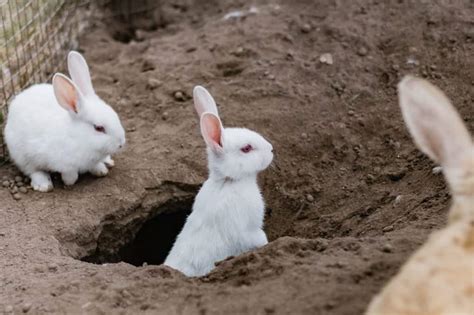 What Rabbit Holes In Yard Look Like And How To Stop Rabbits From