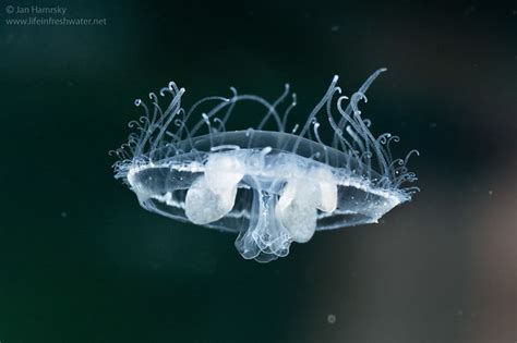 Freshwater Jellyfish Craspedacusta Sowerbyi Lifeinfreshw Jan