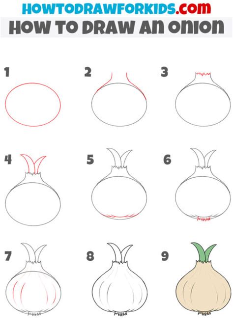 How To Draw An Onion Easy Drawing Tutorial For Kids