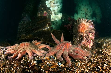 Sunflower Sea Star Recovery Oregon Kelp Alliance