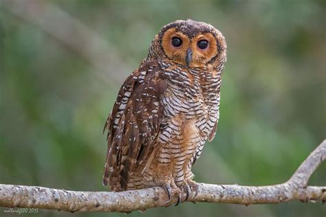 Spotted Wood Owl Wood Owls Owl Pet Birds