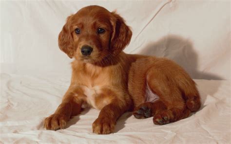 I am a golden irish breeder i have 4 month old pups right now in texas. Bremmatic: Red Golden Retriever Puppies For Sale In Iowa