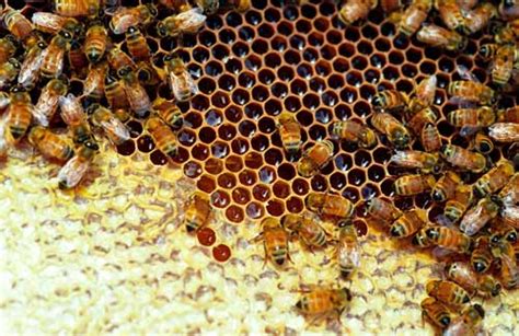 Capped And Uncapped Cells Beekeeping Te Ara Encyclopedia Of New Zealand