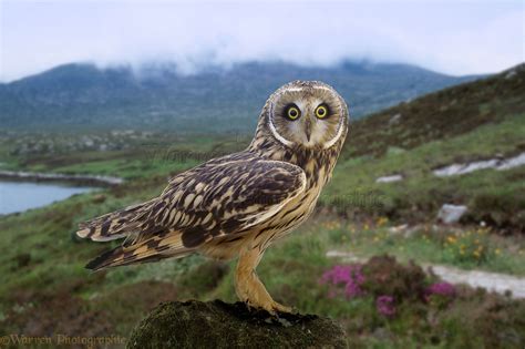 Short Eared Owl South Uist Photo Wp01373