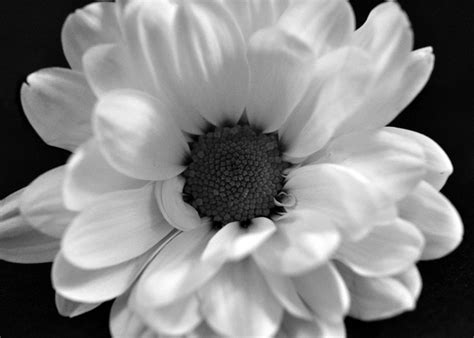 Black And White Chrysanthemum White Chrysanthemum Chrysanthemum