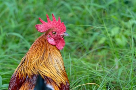 Premium Photo Red Head Of A Cock Or Rooster On Farm Yard Farming