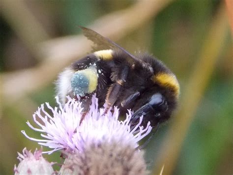 Buff Tailed Bumblebee Bombus Terrestris British Nature Guide