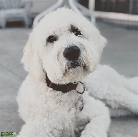 English Cream F1 Goldendoodle Stud Stud Dog Orange County Breed