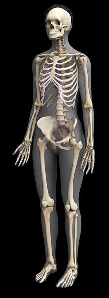 3d Female Skeletal System Model