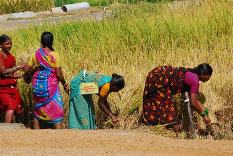Rice Harvest Ramanas Musings