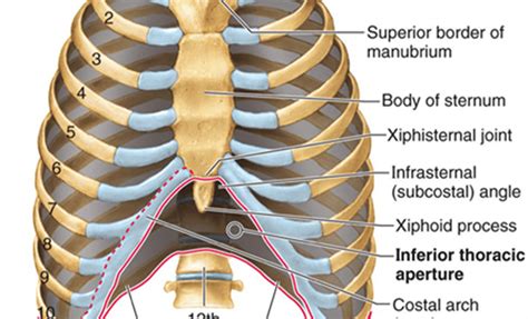 Back Rib Cage Muscles Rib Cage Muscles Pin On Back Pain As In The