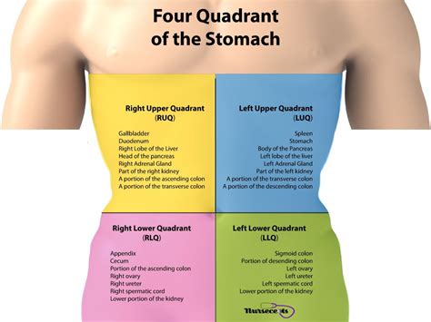 Abdominal Anatomy Quadrants Abdominal Injuries Musculoskeletal Key
