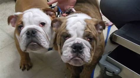 It can occur in several breeds, not just bulldogs indeed it has been known to occur bulldogs tend to have tuns of wrinkles on their faces and a lot of times bulldogs can get allergies so some bulldogs will have a little red in their eye. Cherry Eye in Bulldogs Dr. Kreamer @Vet4Bulldog.com - YouTube