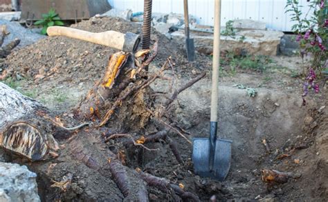 The Ultimate Guide To Tree Root Removal Everything You Need To Know