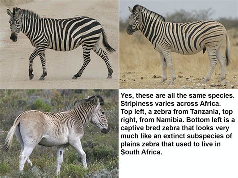 The Riddle Behind Zebra Stripes