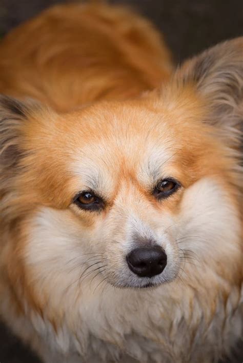 Close Up Portrait Of Welsh Corgi Pembroke Face Red Fluffy Corgi