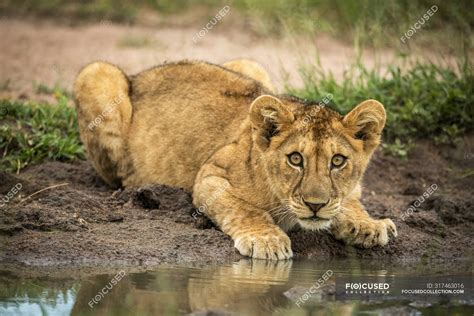 Scenic View Of Cute Lion Cub At Wild Nature Drinking Water — Leo