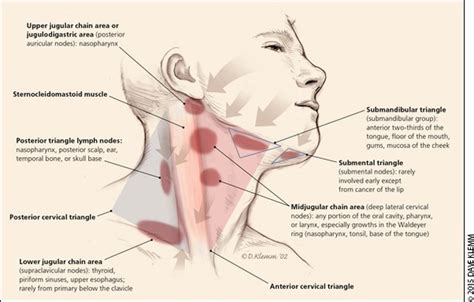 Pain On Right Side Of Neck Under Jaw Bone Ovulation Symptoms