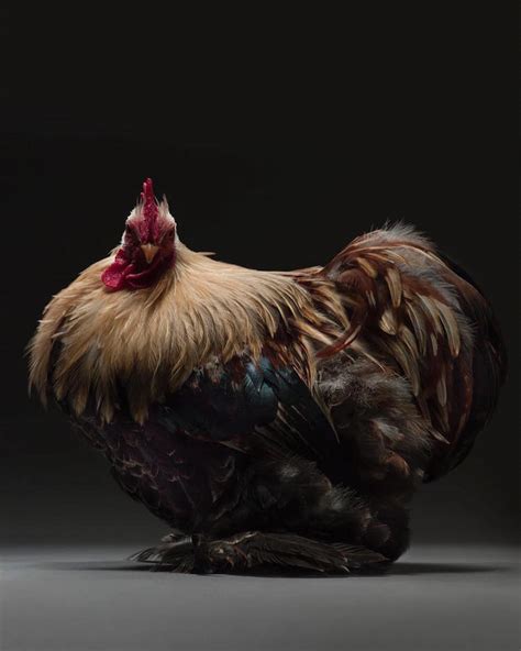 Photobook Captures Diverse Beauty Of 100 Different Types Of Chickens