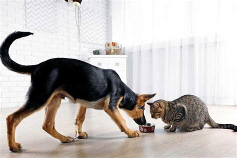 After all, a healthy dog means a long and happy life together. Can Dogs Eat Cat Food? How to Stop Dog From Eating Cat Food?