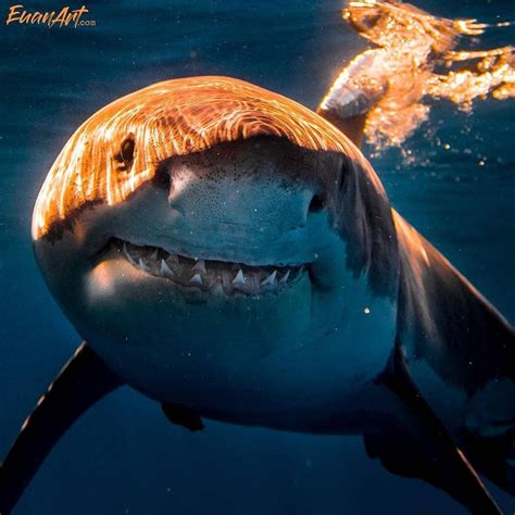 We 💙 Sharks On Instagram The Cutest Smile Ever By Euanart