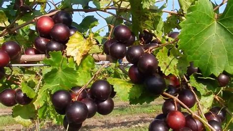 Isons Nursery The Supreme Muscadine Variety On The Vine Youtube
