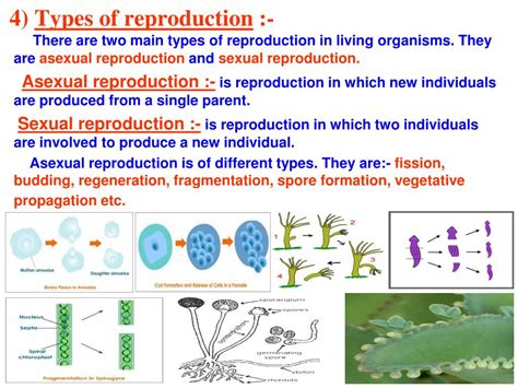 Ppt Chapter 8 How Organisms Reproduce Powerpoint Presentation Free