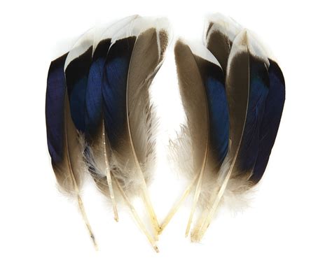 Mallard Duck Wing Quills Bluewhite Tip Fly Dressing